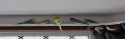 Budgerigars birds for sale: Baby budgies - Advert 2