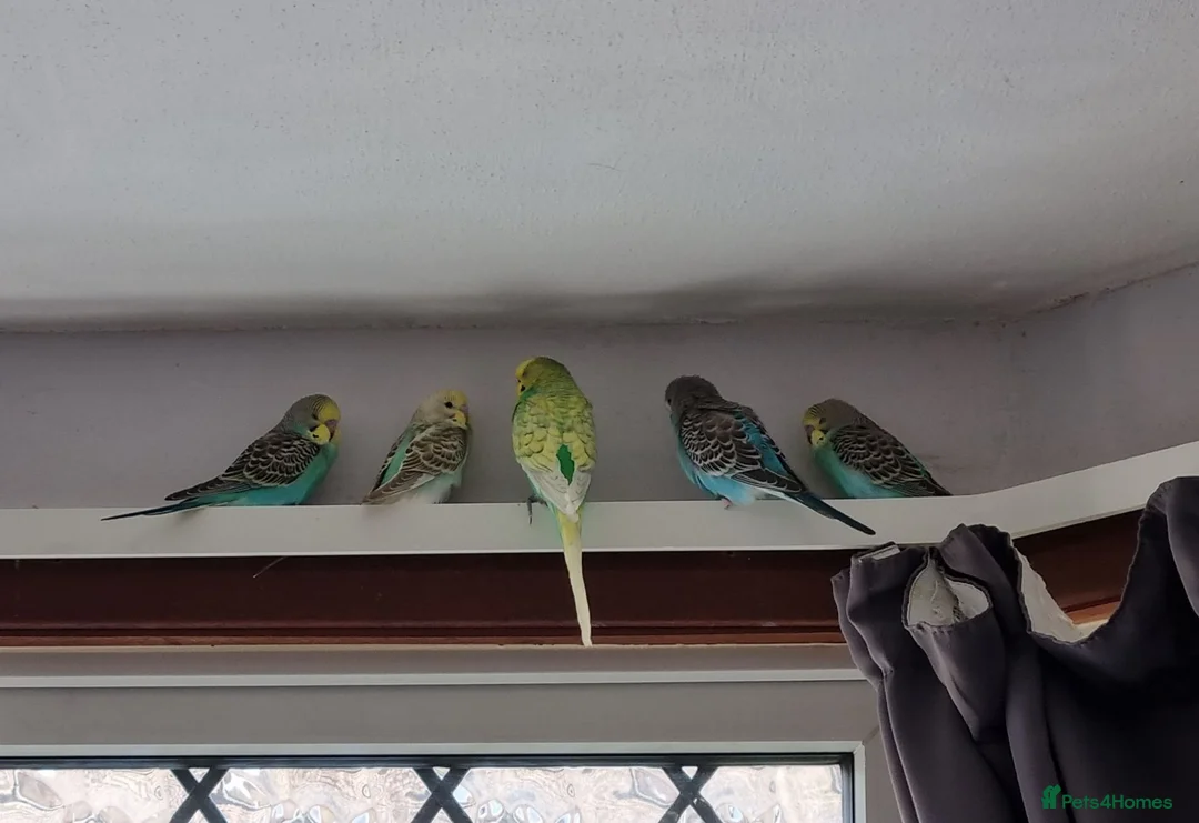 Budgerigars birds for sale: Baby budgies - Advert 2