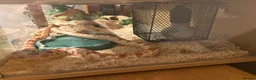 Corn Snake reptiles for sale: Sandy - Corn Snake in Carmarthen - Advert 8