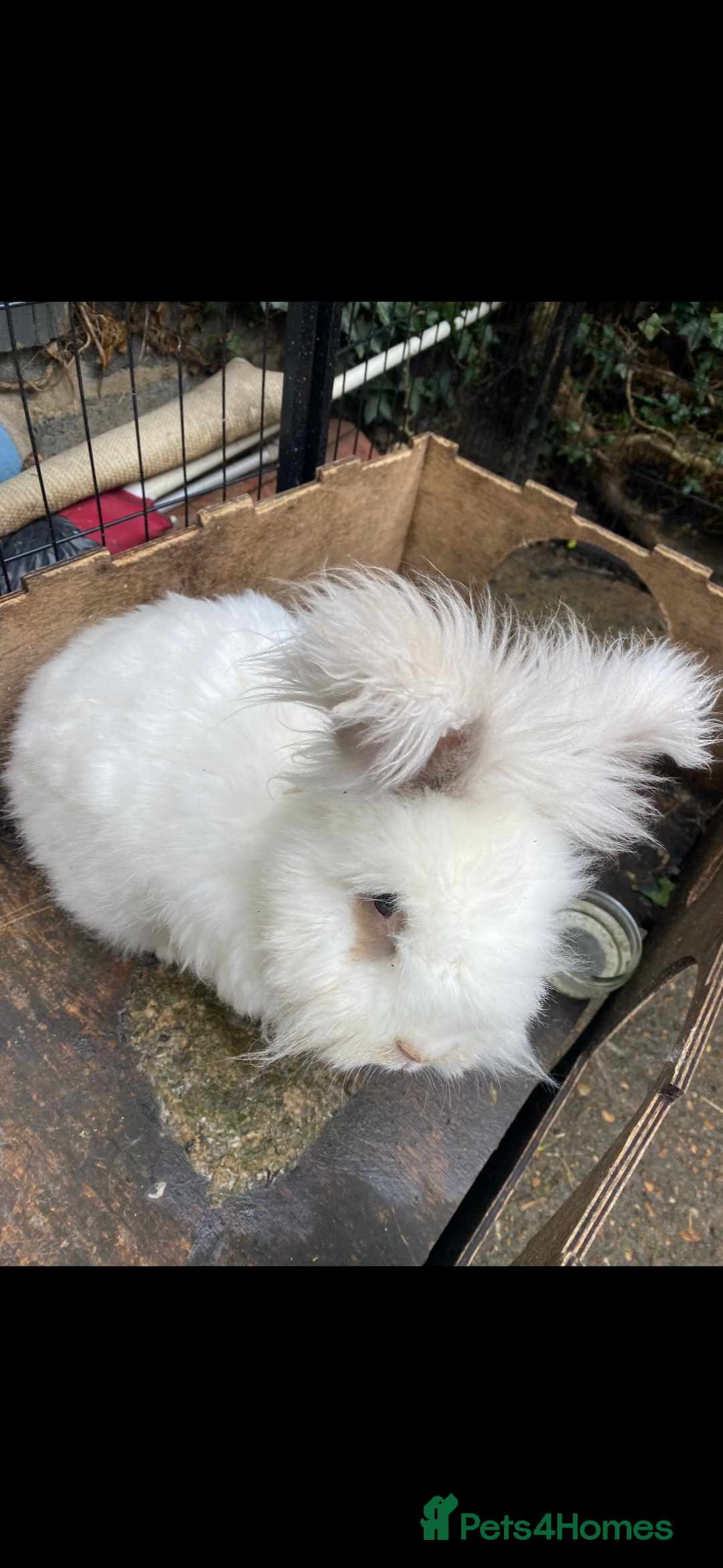 Angora rabbits for sale: (Not neutred) handsome pedigree imported Angora  - Image 4