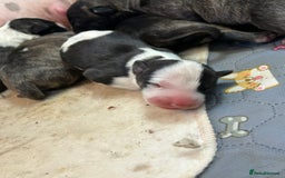 English Bull Terrier dogs for sale: ENGLISH BULL TERRIER LITTER PUPS - Image 8