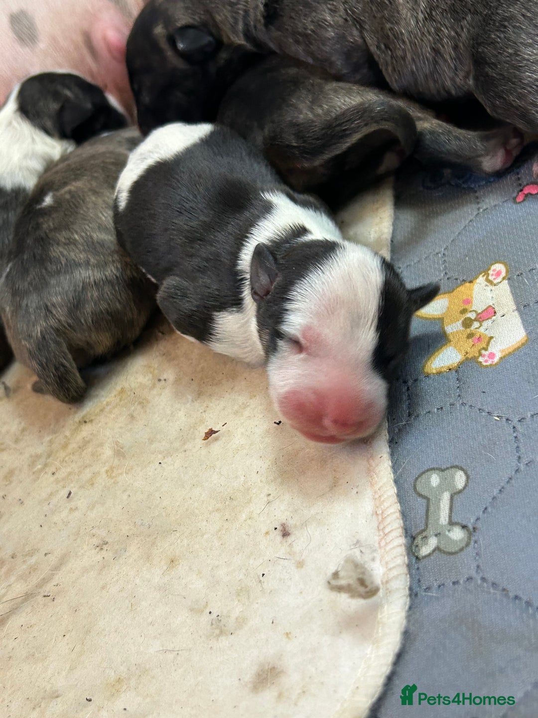 English Bull Terrier dogs for sale: ENGLISH BULL TERRIER LITTER PUPS - Image 8