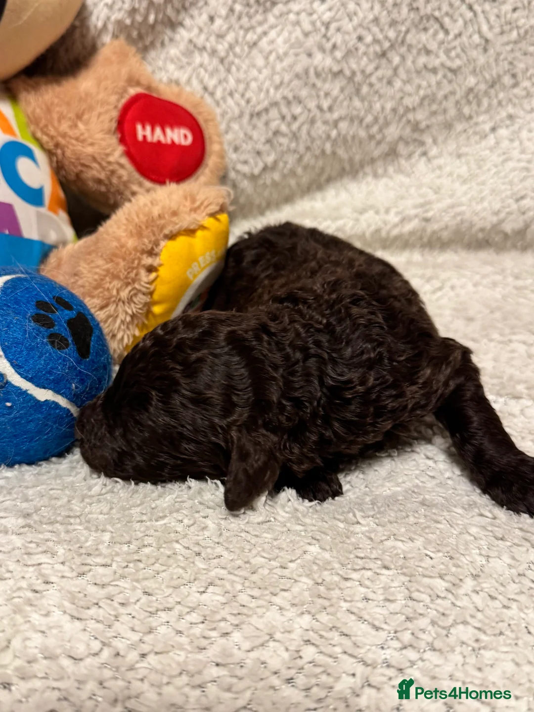 Cockapoo dogs for sale: Stunning F1bb toy cockerpoo puppies - Advert 7
