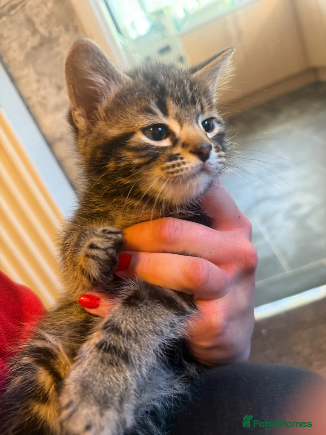 Mixed Breed cats for sale: Kittens - Advert 2