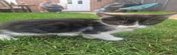 Mixed Breed cats for sale: Kitties  - Advert 5