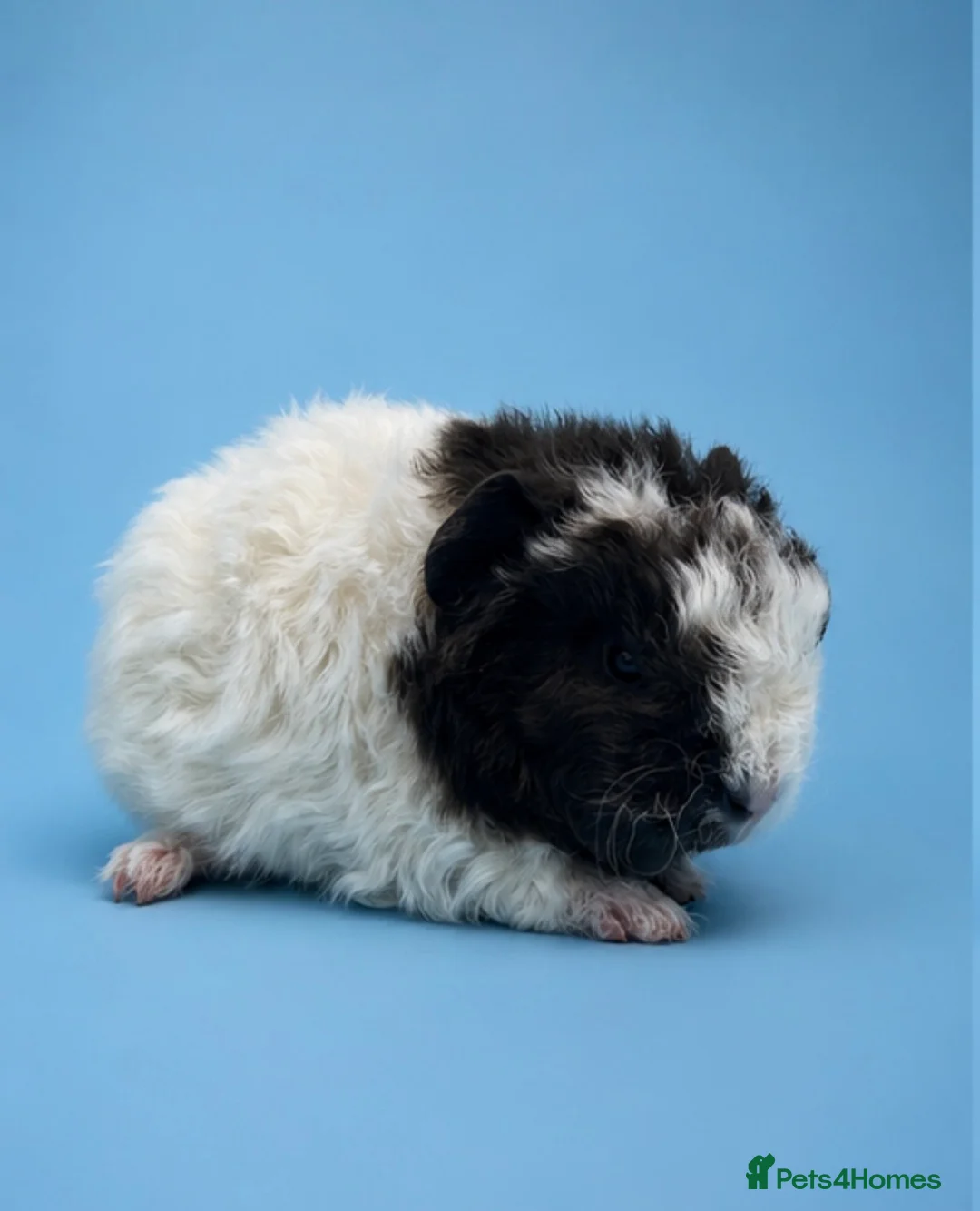 Guinea Pig rodents for sale: 2 gorgeous boy guinea pigs  in Yeovil - Advert 1