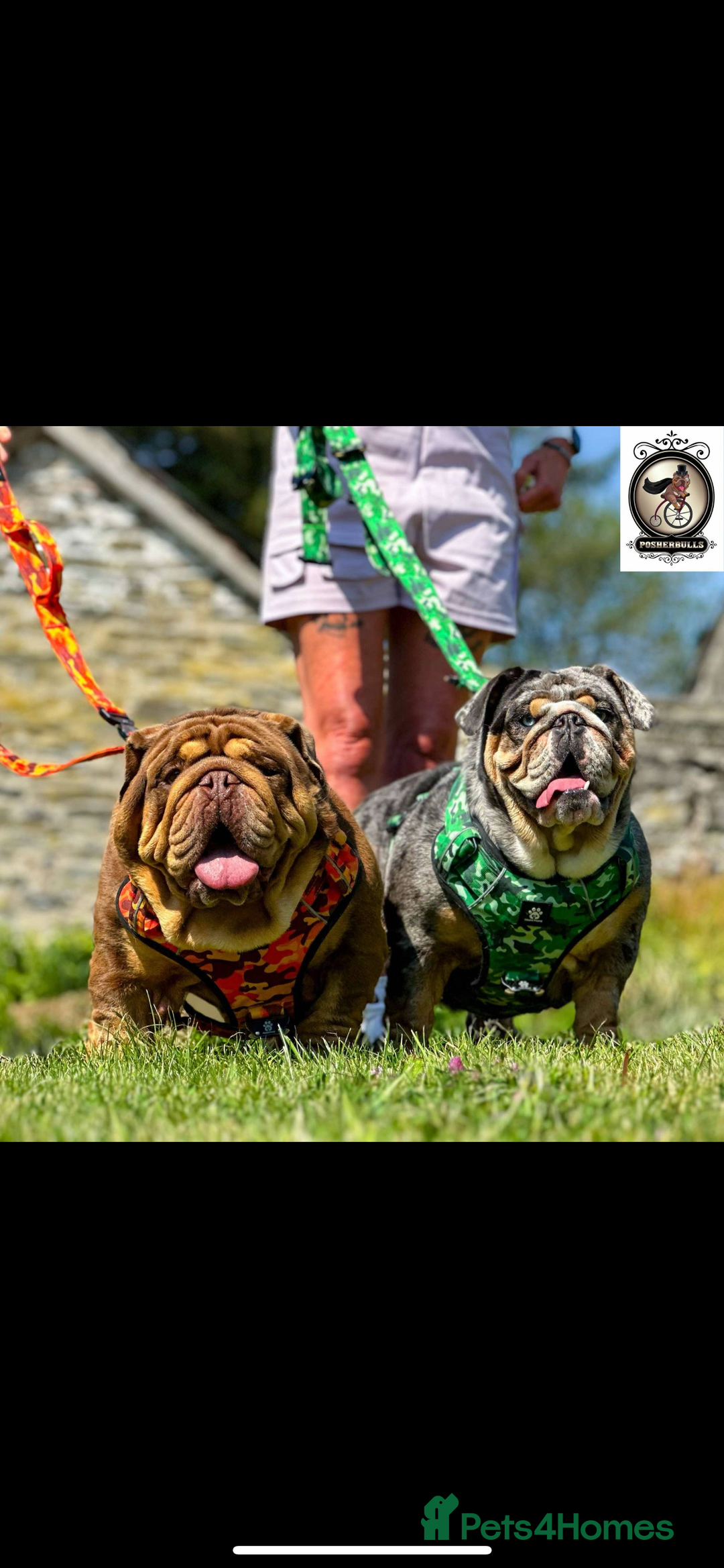 English Bulldog dogs for sale: British bulldog  - Image 30