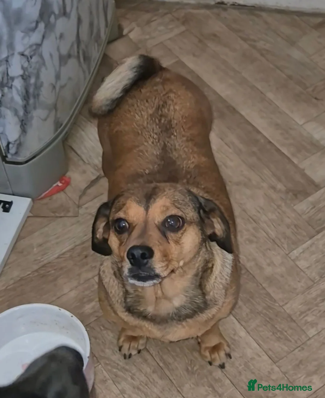 Mixed Breed dogs for sale: Minni  - Advert 2