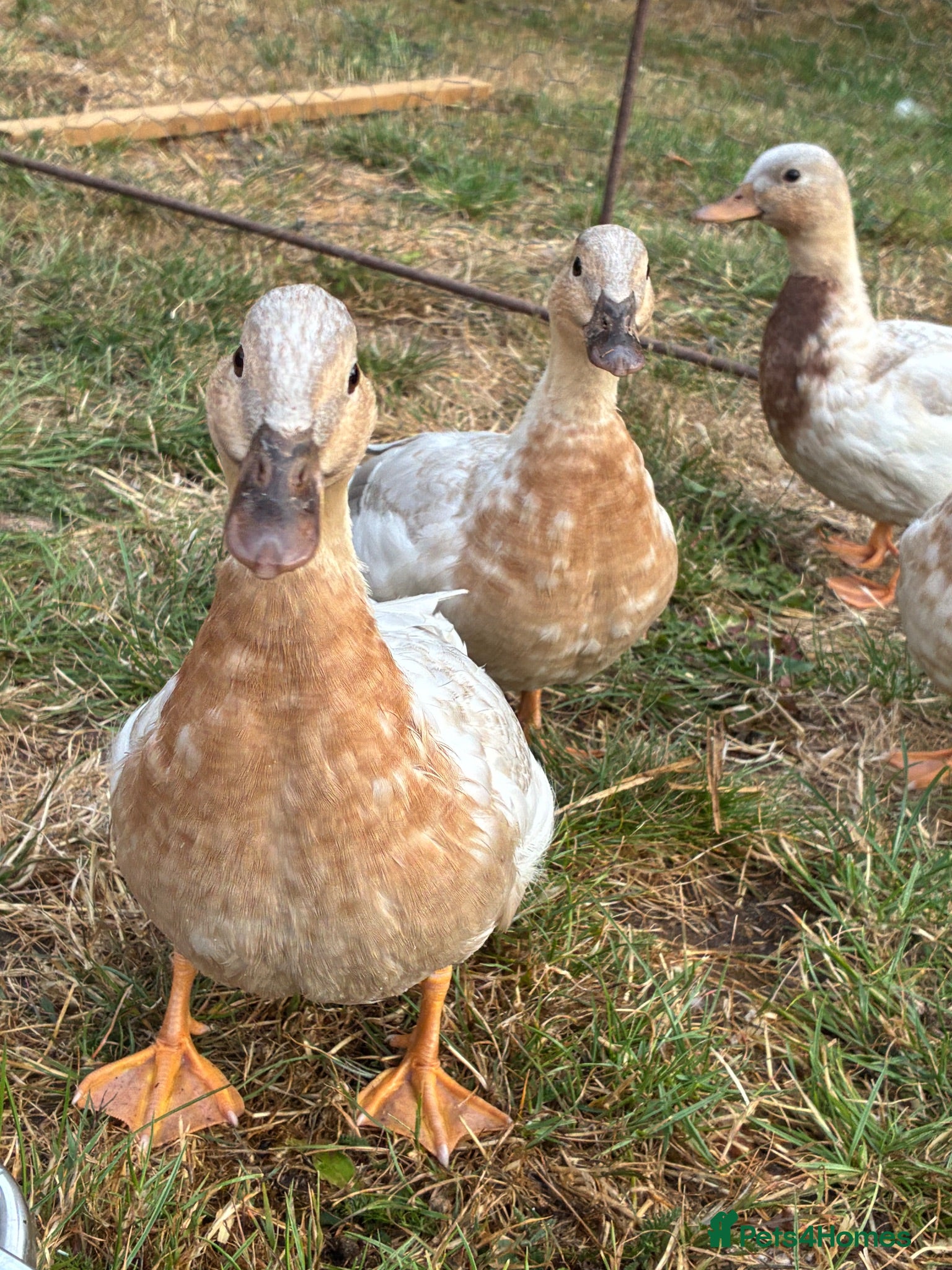 Ducks poultry Apricot Call Ducks - Advert 1