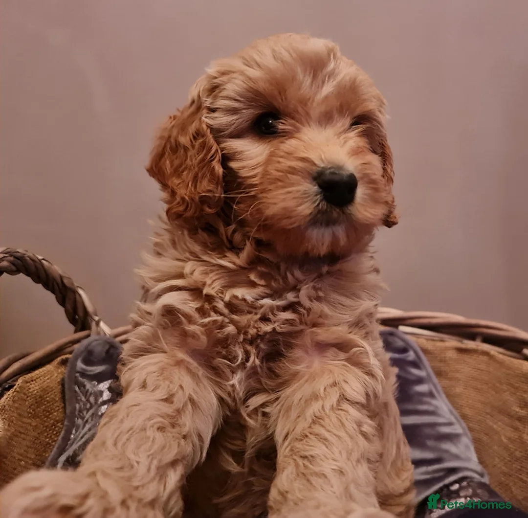 Australian Labradoodle dogs for sale: Genuine Australian Labradoodle Waiting List - Advert 2