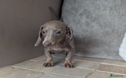 Miniature Dachshund dogs for sale: Miniature dachshund puppies  - Image 18