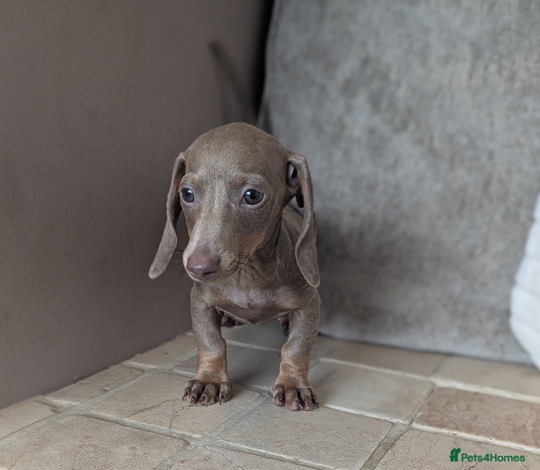 Miniature Dachshund dogs for sale: Miniature dachshund puppies  - Image 18