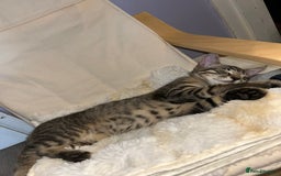 Domestic Shorthair cats for sale: Kittens - Image 25