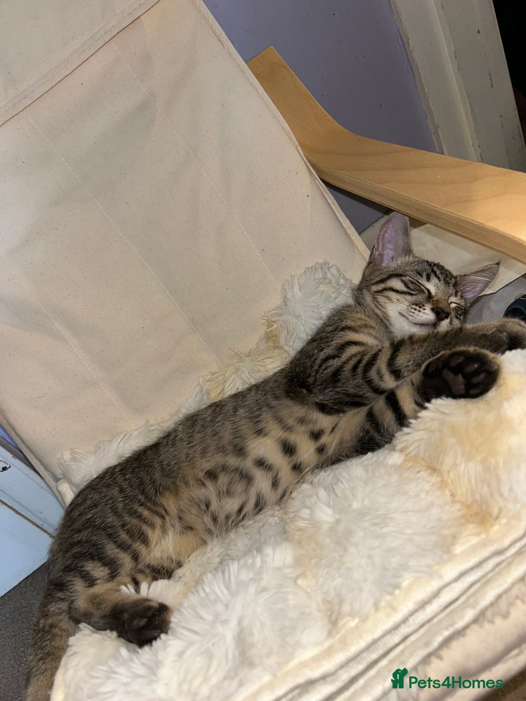 Domestic Shorthair cats for sale: Kittens - Image 25