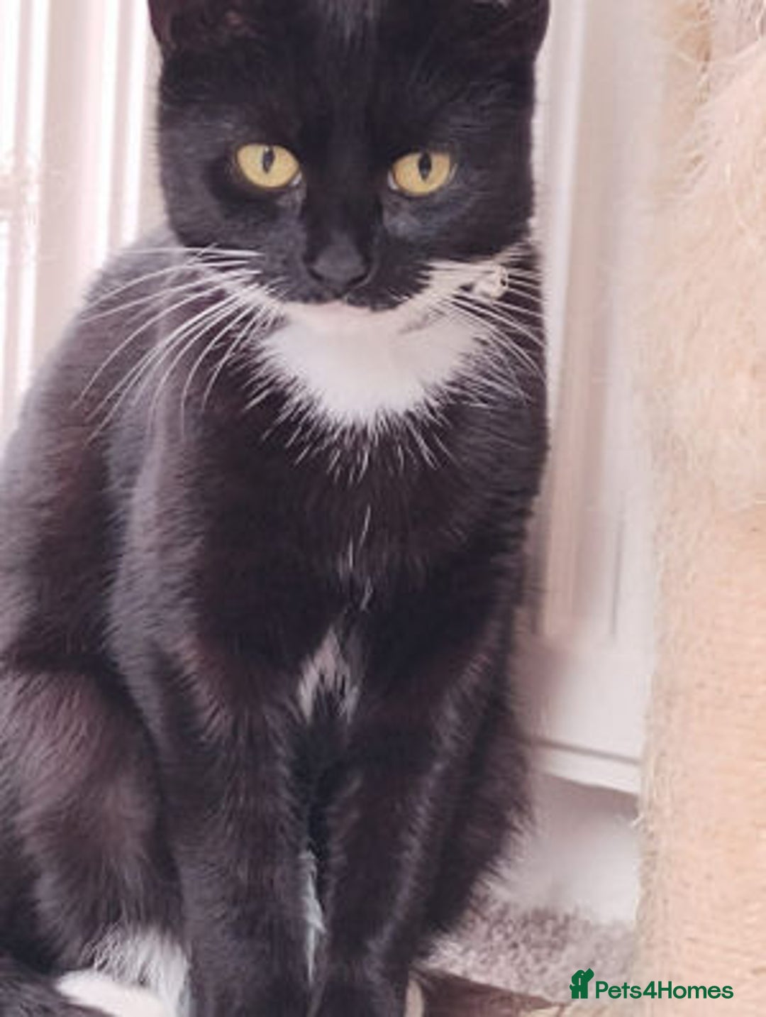 Mixed Breed cats for adoption: PANCAKE - Advert 2