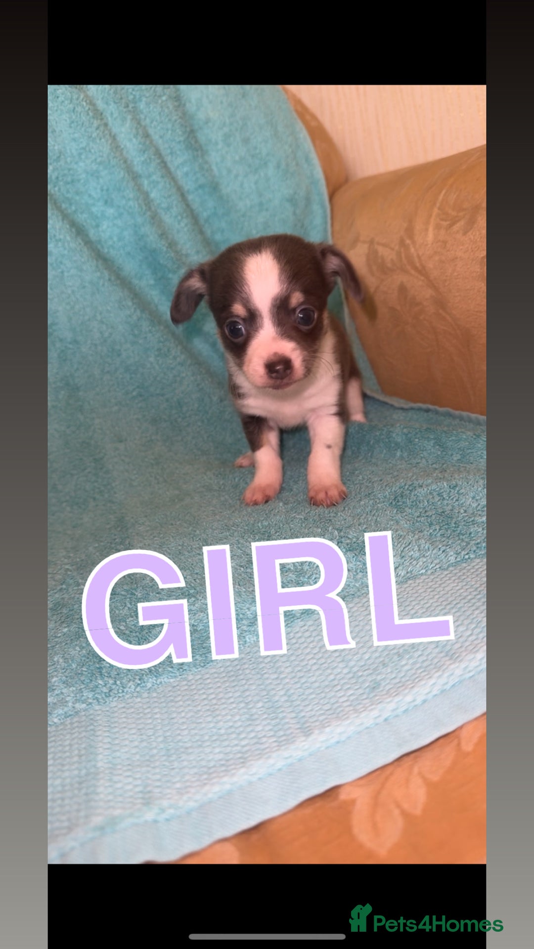 Mixed Breed dogs for sale: Chihuahua/Jack Russell puppies - Image 5
