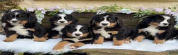 Bernese Mountain Dog dogs for sale: 🐾 Beautiful KC Bernese Mountain Dog Puppies 🐾  - Advert 14
