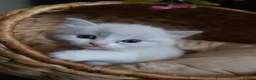 Ragdoll cats for sale: Bicolor/Lynx Ragdoll Kittens - TICA Registered  - Advert 18