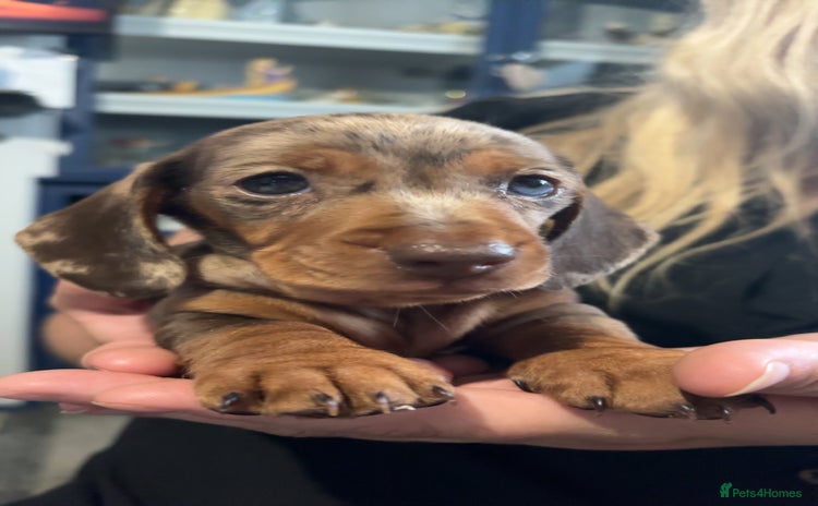 Miniature Dachshund dogs - Advert 3
