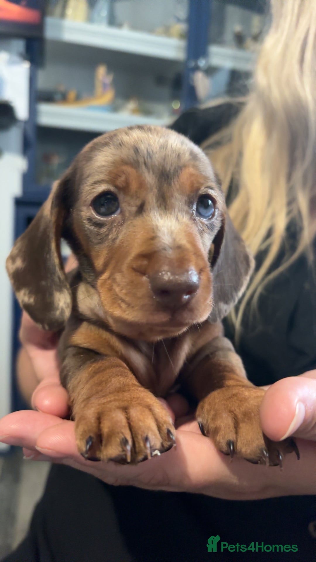 Miniature Dachshund dogs for sale: Miniature Dachshunds  - Image 1