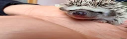 Pygmy Hedgehog rodents for sale: Stunning little baby African pigmy hedgehogs  - Advert 3