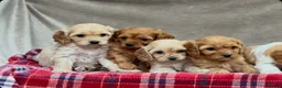 Cavapoochon dogs for sale: BEAUTIFUL CAVAPOOCHON PUPPIES - Advert 13