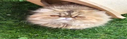 Persian cats for sale: Persian female  - Advert 2