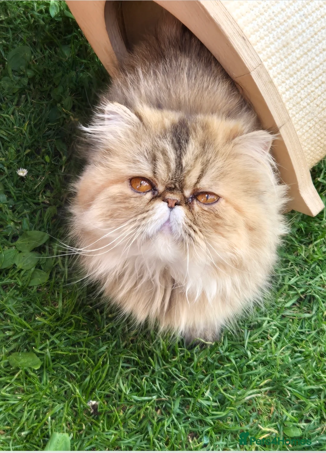 Persian cats for sale: Persian female  - Advert 2