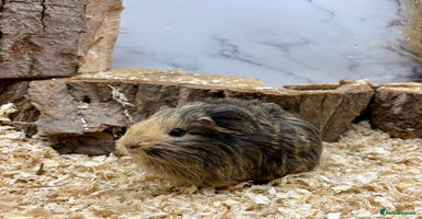 Guinea Pig rodents - Advert 15
