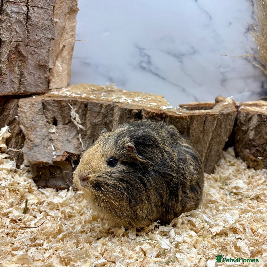 Guinea Pig rodents for sale: Lots of Baby Guinea Pigs for sale - Image 3