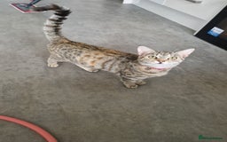 Siberian cats for sale: Siberian/bengal cross - Image 11