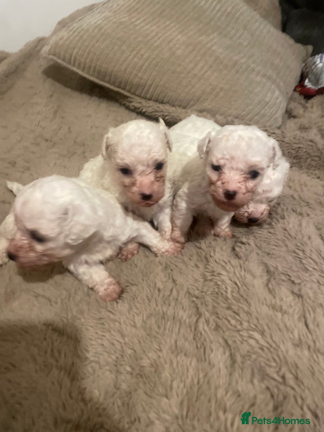 Bichon Frise dogs for sale: BEAUTIFUL BICHONS  - Advert 9