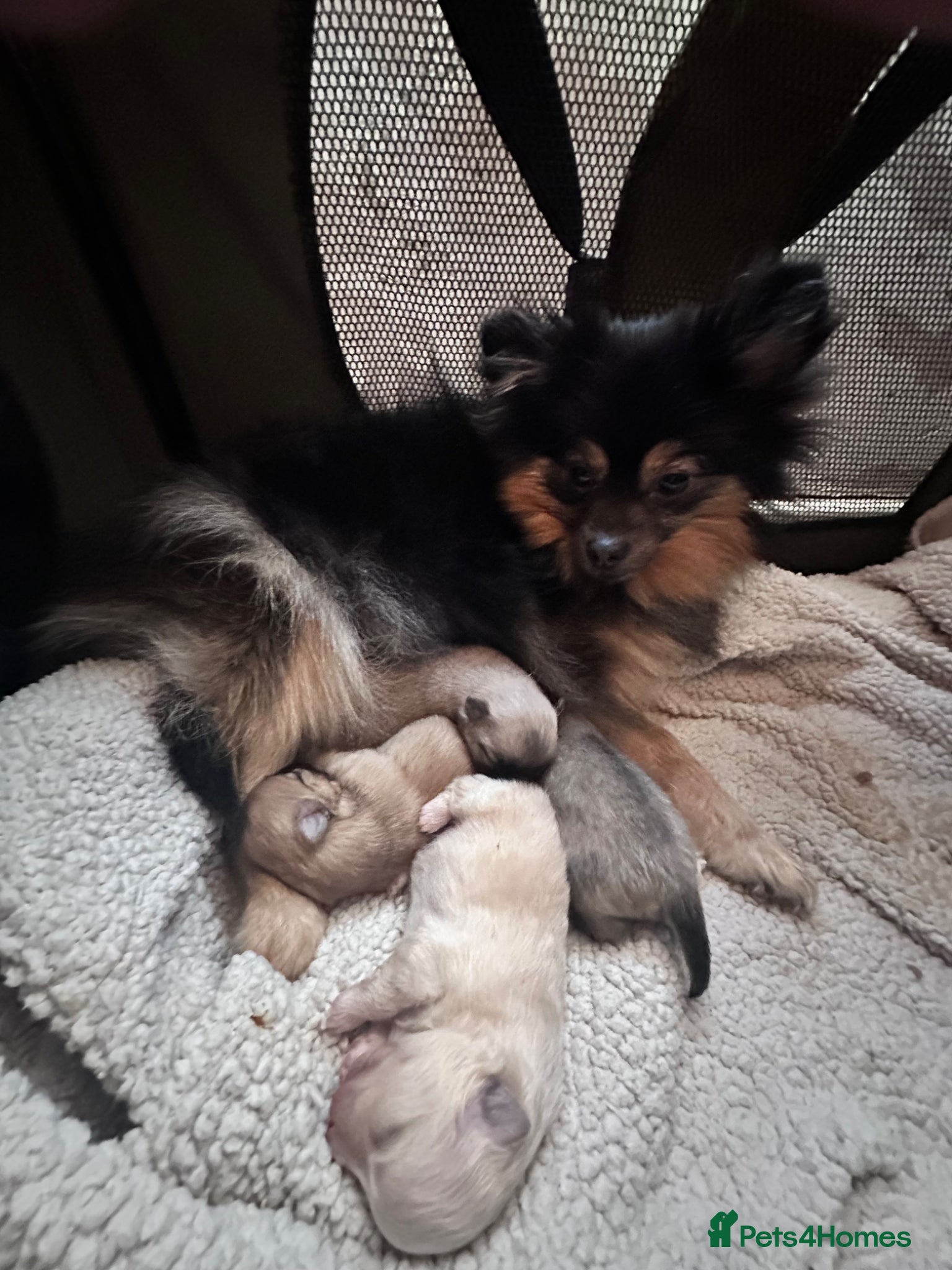 Pomeranian dogs Rainbow litter Pomeranian KC Reg - Advert 5