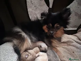 Pomeranian dogs Rainbow litter Pomeranian KC Reg - Advert 5