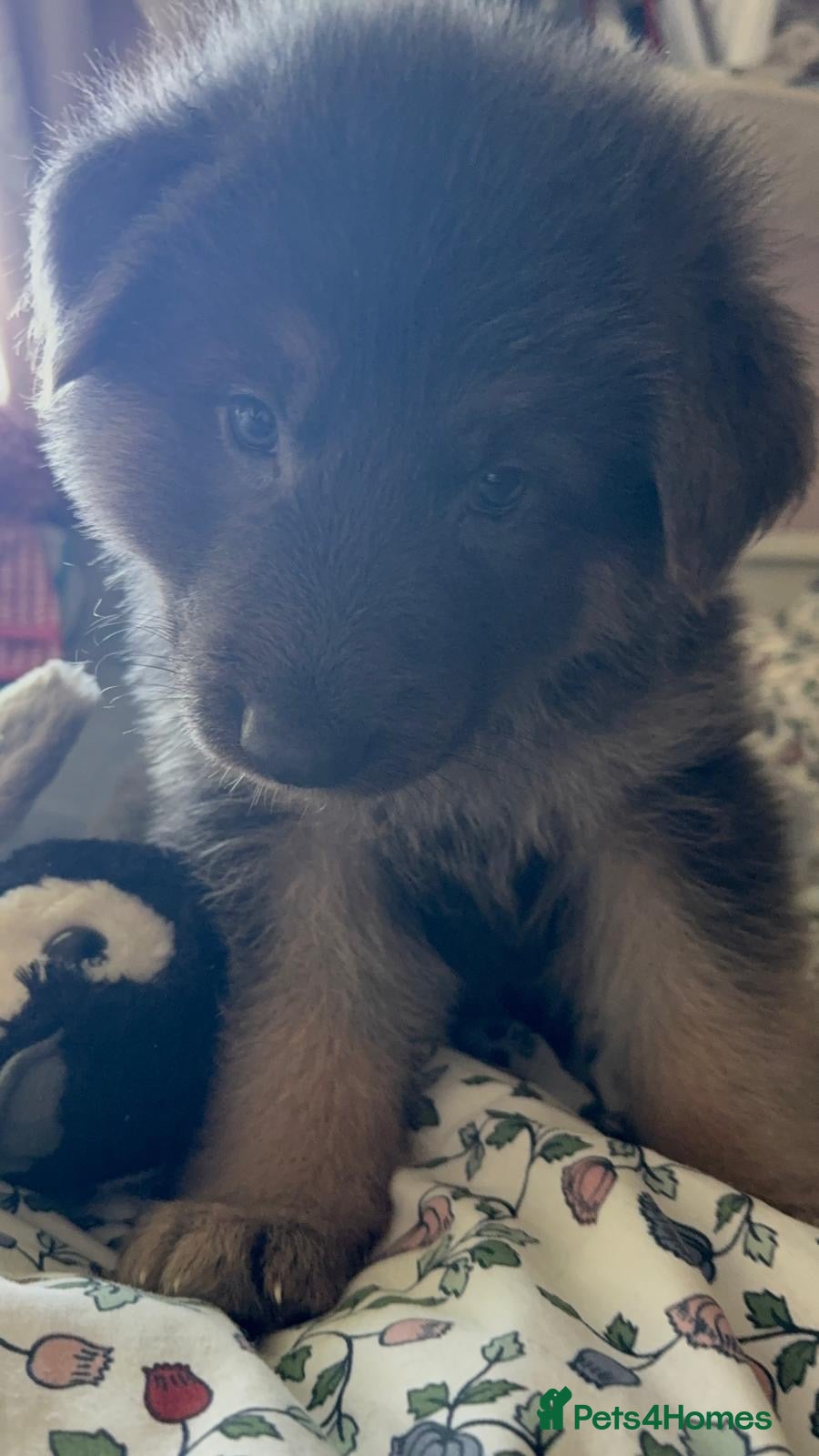 German Shepherd dogs Beautiful mixture of Long Haired GSD Pups - Advert 2