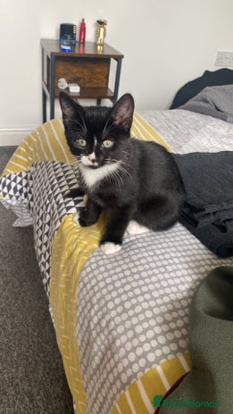 Mixed Breed cats - Advert 5