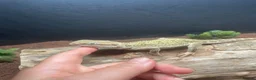 Bearded Dragon reptiles for sale: Bearded dragon  - Advert 2