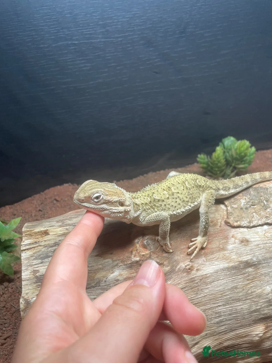 Bearded Dragon reptiles for sale: Bearded dragon  - Advert 2