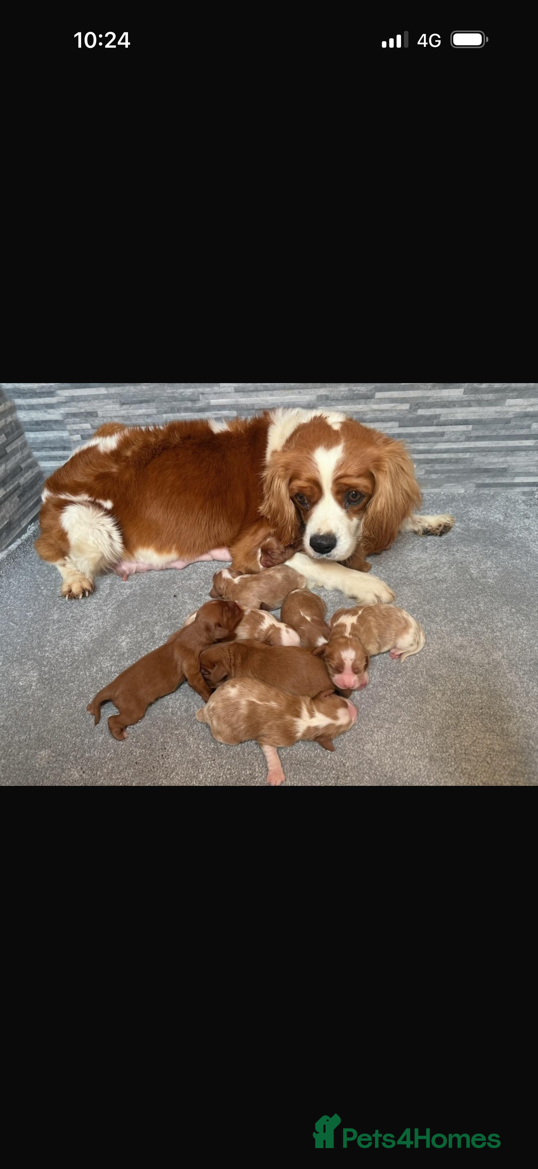 Cavalier King Charles Spaniel dogs for sale: 8 beautiful King Charles Cavalier spaniel puppies - Advert 2