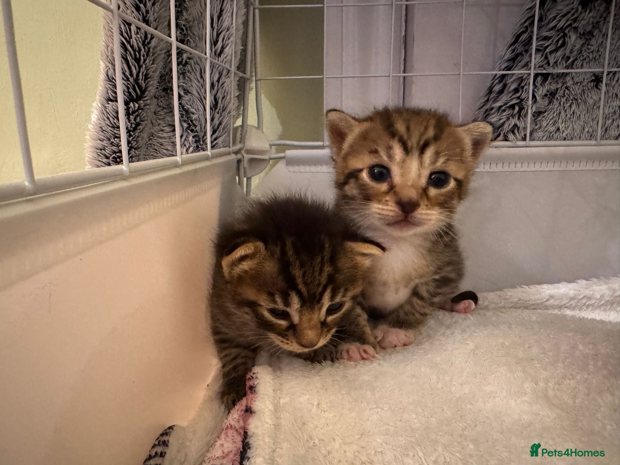 Mixed Breed cats Gorgeous Tabby Girl - Advert 3