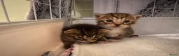 Mixed Breed cats for sale: Gorgeous Tabby Girl - Advert 1