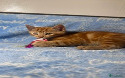 Mixed Breed cats for sale: 3 Lovely Kittens - Image 25