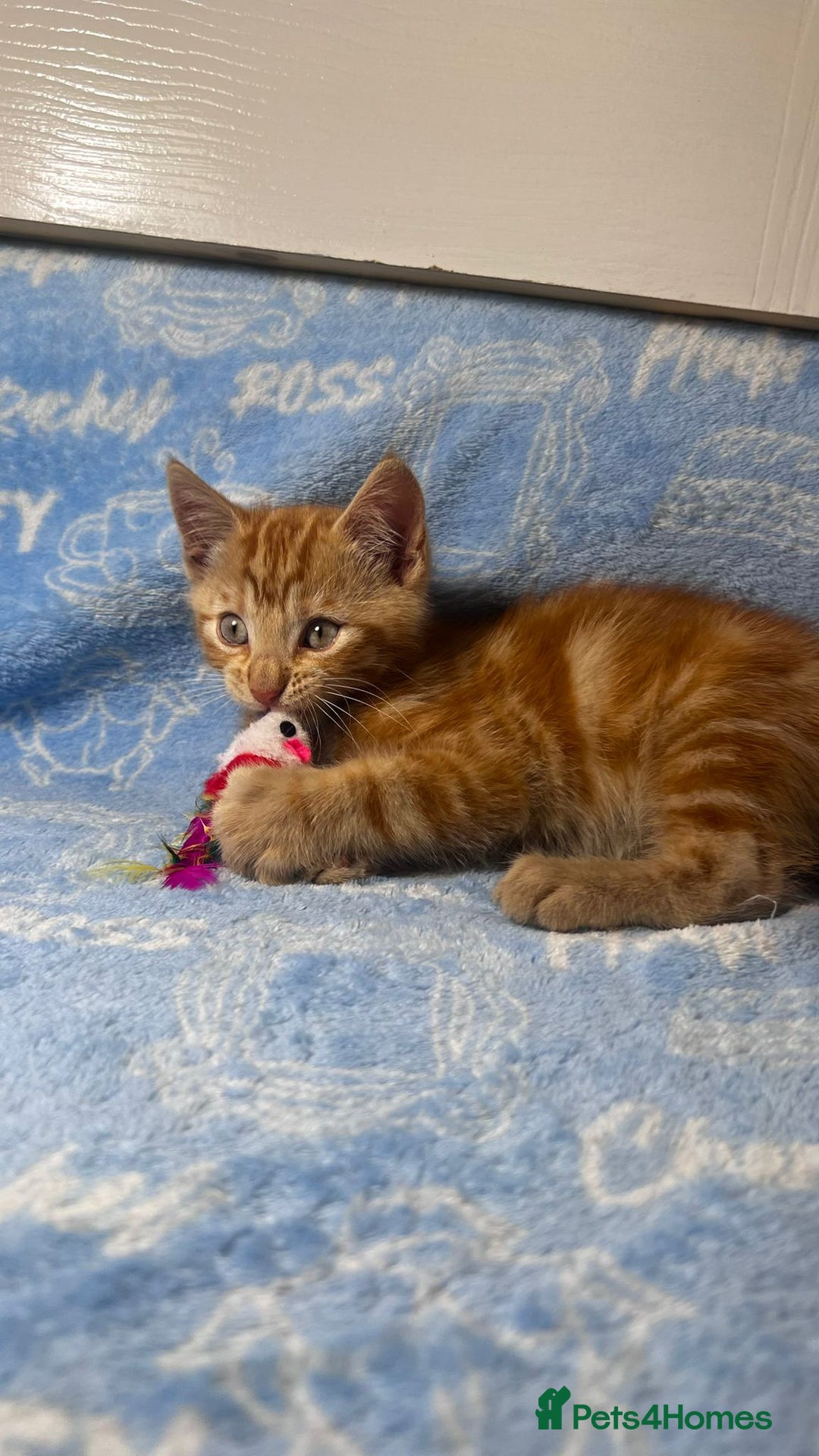 Mixed Breed cats for sale: 3 Lovely Kittens - Image 25