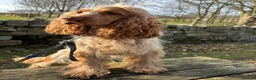 Cocker Spaniel dogs for sale: Beautiful Cocker Spaniel Puppies - Advert 14