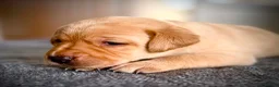 Labrador Retriever dogs for sale: KC Registered Labradors  - Advert 17