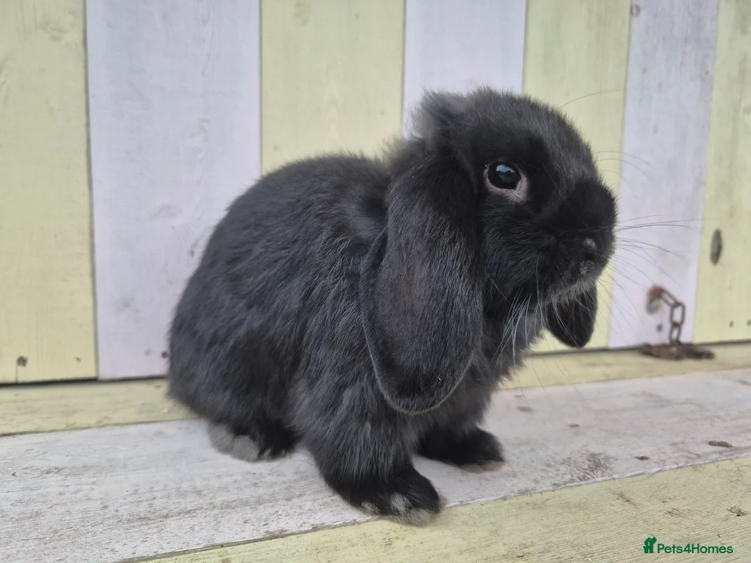 Mini Lop rabbits for sale: 🖤 black mini lop girlie for her furever home 🖤 - Advert 7