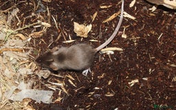 Mouse rodents for sale: Mixture of Fancy Mice For Sale  - Image 10