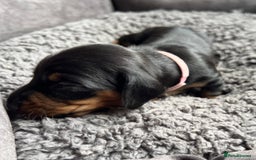 Miniature Dachshund dogs for sale: Miniature dachshund mix priced  - Image 5