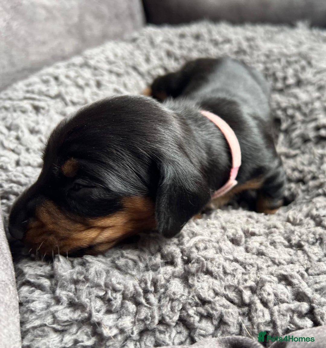 Miniature Dachshund dogs for sale: Miniature dachshund mix priced  - Image 5