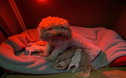 Cockapoo dogs for sale: Teddy bear cute Tiny Cockapoos  - Advert 27